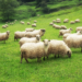 City of Winterthur Hires Sheep for Lawn Mowing