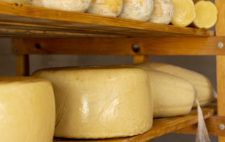 Swiss Cheeses